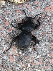 Scaurus uncinus