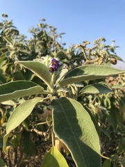 Solanum mauritianum