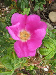 Rosa rugosa