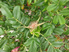 Rosa rugosa