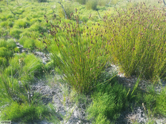 Nevillea obtusissima