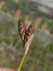 Nevillea obtusissima