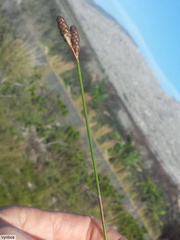 Nevillea obtusissima