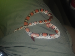 Cemophora coccinea copei