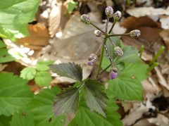 Cardamine diphylla
