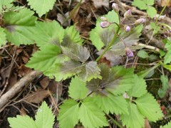 Cardamine diphylla