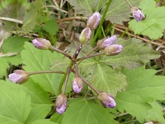 Cardamine diphylla