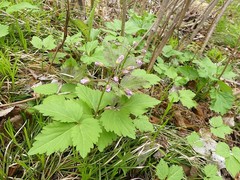 Cardamine diphylla