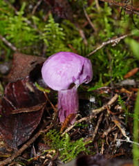 Hygrocybe cheelii