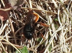 Osmia bicolor
