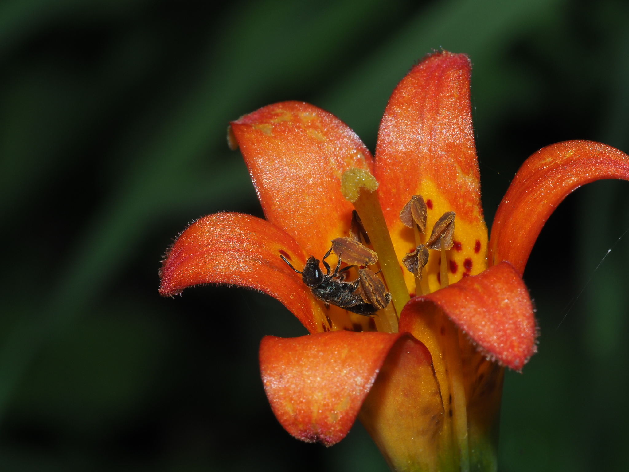 Sierra Tiger Lily (Lilium parvum)  iNaturalist