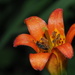 Sierra Tiger Lily - Photo (c) nathantay, some rights reserved (CC BY-NC)