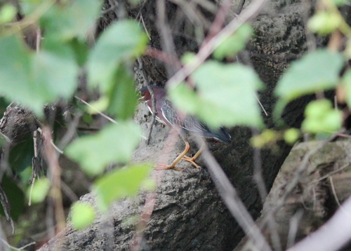 Green Heron photographed in New Hampshire
