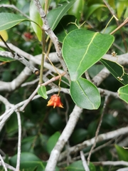 Pterocelastrus rostratus