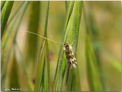 Trichofrons pantherella