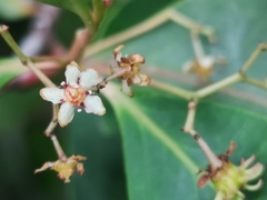 Pterocelastrus rostratus