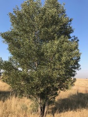 Acacia melanoxylon