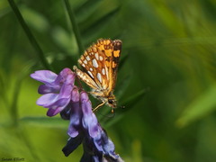 Carterocephalus mandan