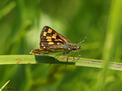 Carterocephalus mandan