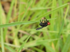 Bromophila caffra
