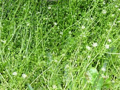 Cochlearia officinalis