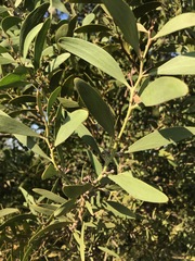 Acacia melanoxylon