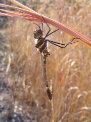 Phyllomacromia picta