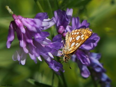 Carterocephalus mandan