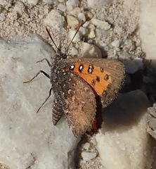 Aloeides thyra orientis