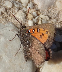 Aloeides thyra orientis