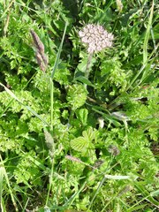 Daucus carota gummifer