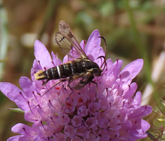 Pyropteron doryliformis
