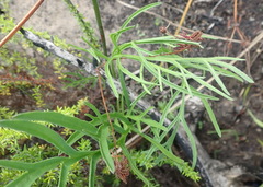 Pelargonium dipetalum