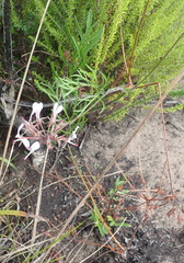 Pelargonium dipetalum