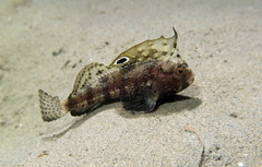 Butterfly Blenny photo 3