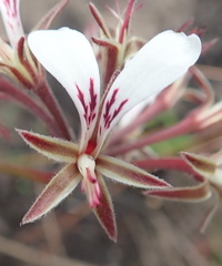 Pelargonium dipetalum