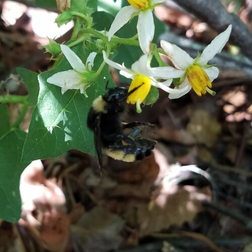 American bumble bee
