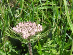 Daucus carota gummifer