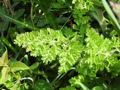 Daucus carota gummifer