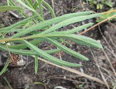 Pelargonium dipetalum