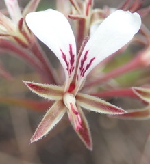 Pelargonium dipetalum