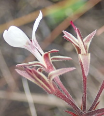 Pelargonium dipetalum