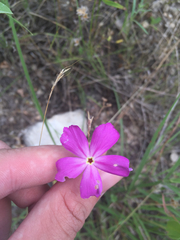 Phlox roemeriana