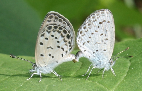 Pale Grass Blue photo 3