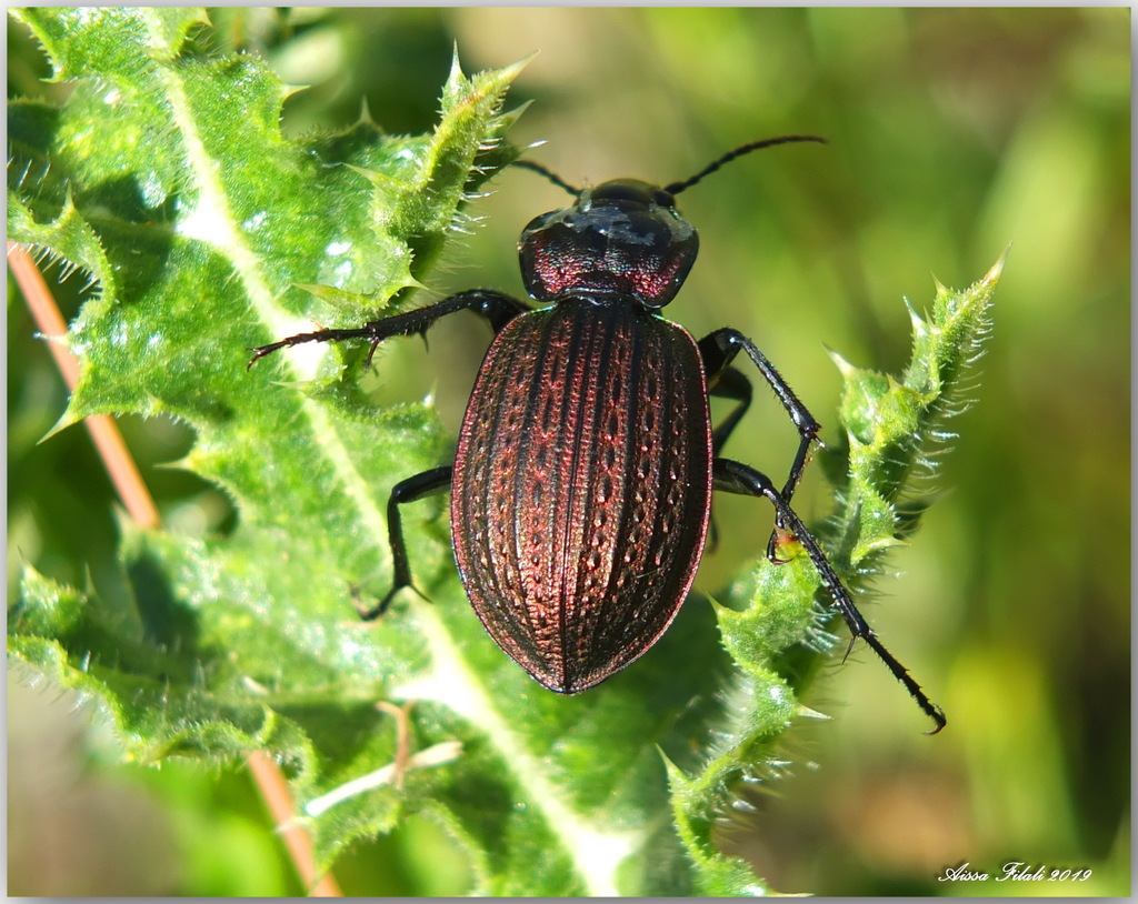 Carabus faminii