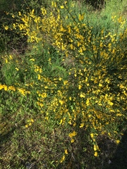 Cytisus scoparius