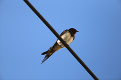 Hirundo rustica