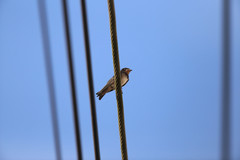 Hirundo rustica