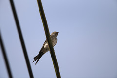 Cecropis striolata