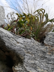 Phlegmariurus gnidioides